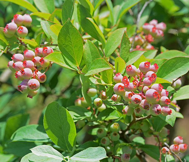 Blueberry 'Pink Popcorn®' Degroot
