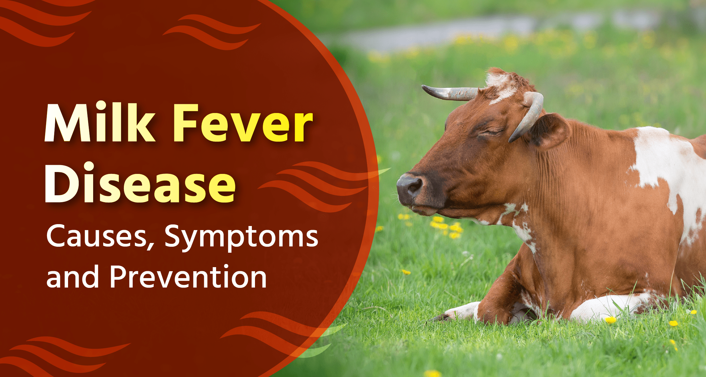 Milk Fever Disease Causes, Symptoms, and Prevention