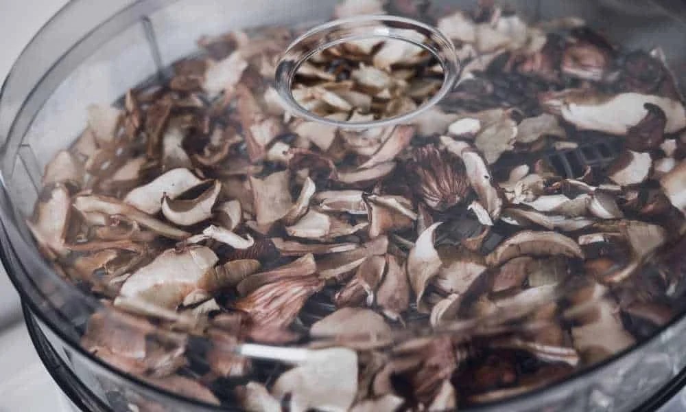 What Feature Should You Look for in a Food Dehydrator?