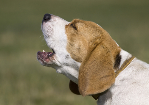 Dem Hund das Bellen abgewöhnen Deine Tiere