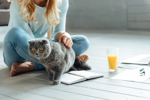 Deine Katze spricht! Deine Tiere