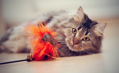 Wie du deiner Katze Tricks beibringen kannst Deine Tiere