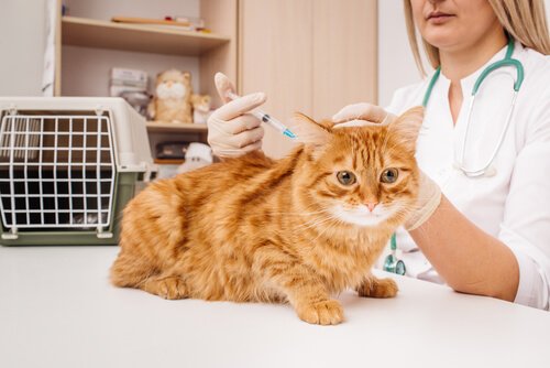 Die Kastration ist keine Grausamkeit, sondern Verantwortung Deine Tiere