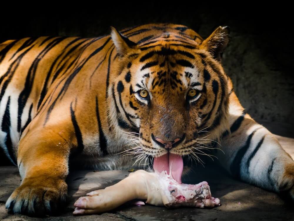 Tiger und Katzen Was haben sie gemeinsam? Deine Tiere