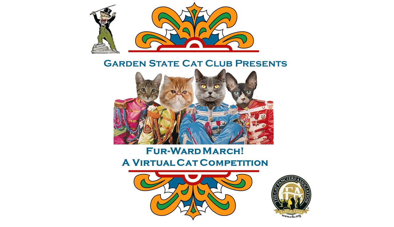 CFA Virtual Cat Contest March 2021 Deirdre Gerhardt