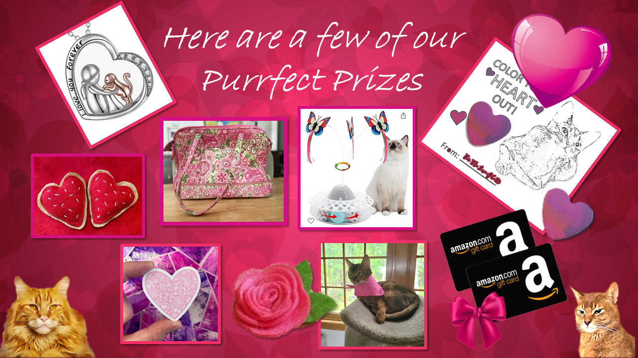 CFA Virtual Cat Contest February 2022 Deirdre Gerhardt