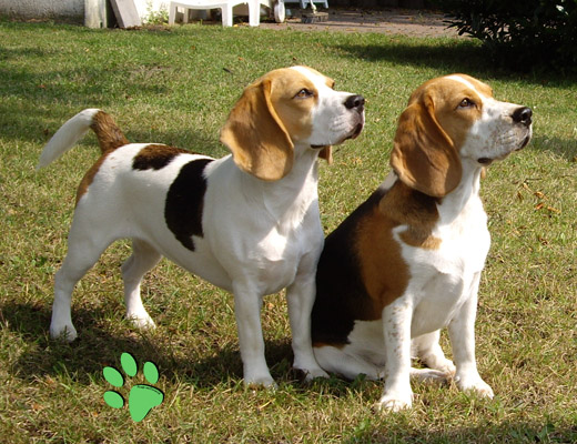 Beagle vom Deistertal Beaglezüchter VDH BCD, Beaglewelpen Hannover