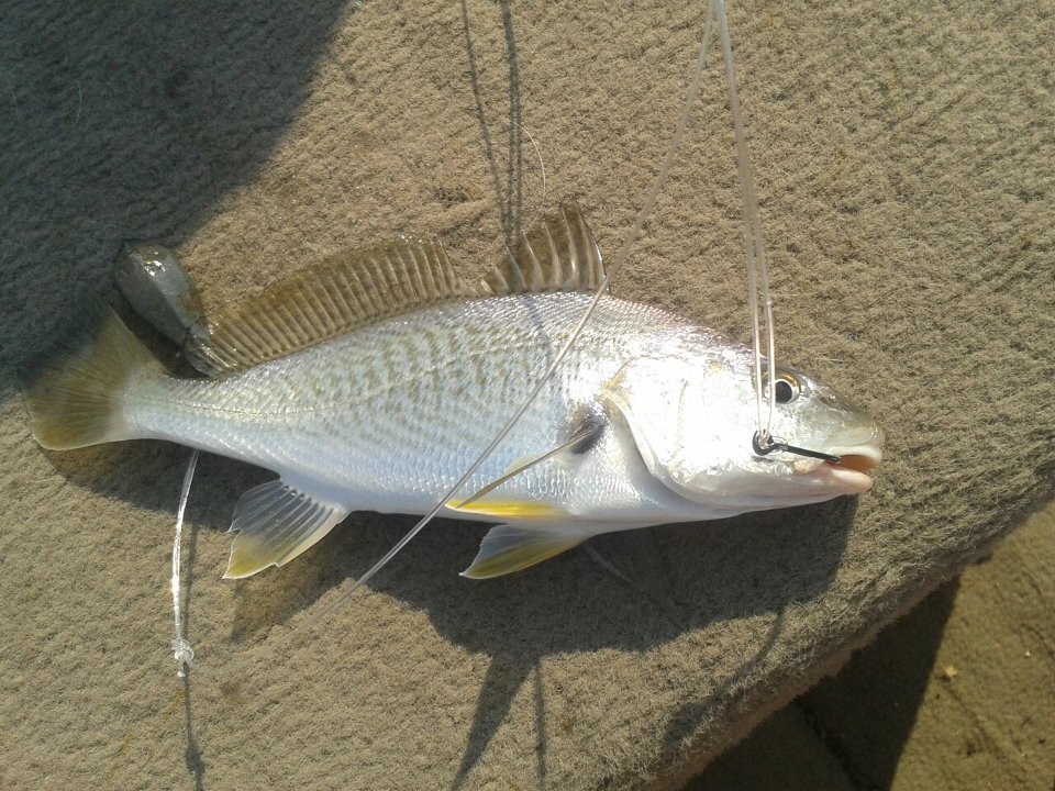 Review Of What Does A Croaker Fish Look Like Ideas