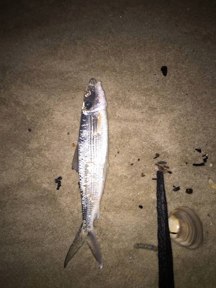 Bonefish found in New Jersey by Surfcaster Tyler delaware