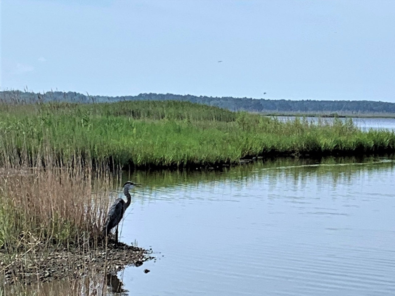 Prime Hook National Wildlife Refuge Delaware Bayshore Byway