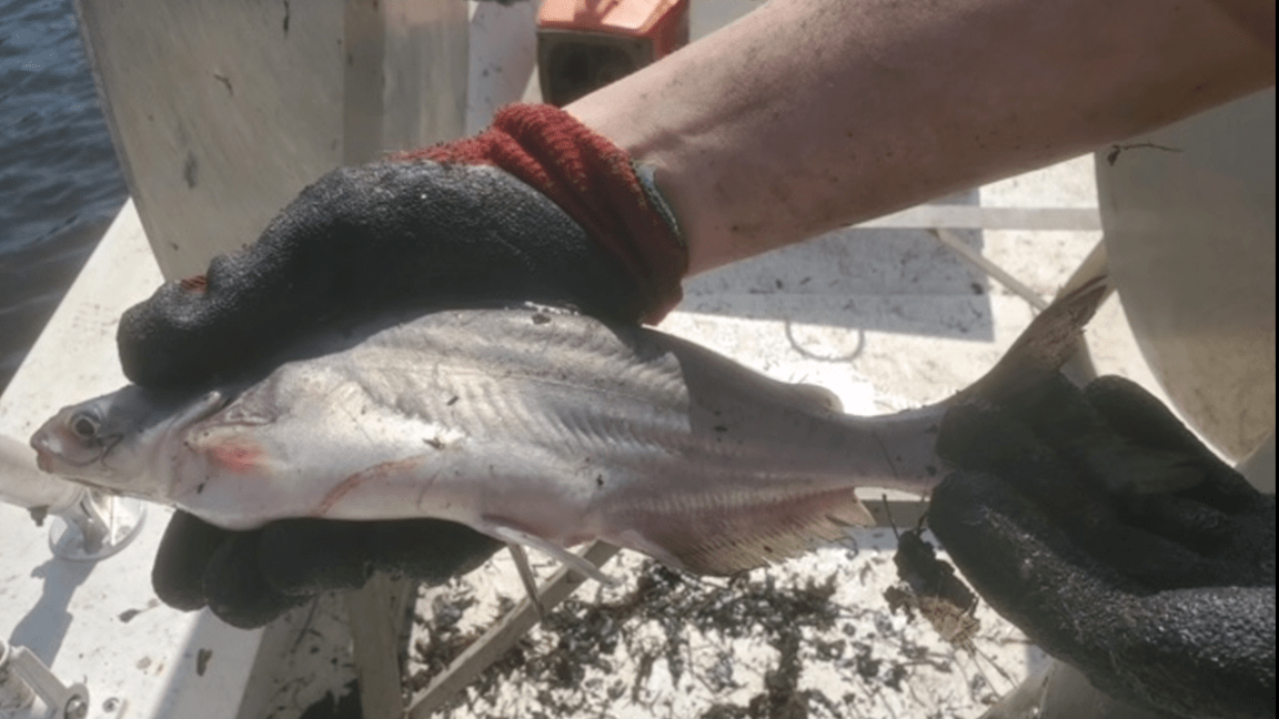 Invasive Blue Catfish