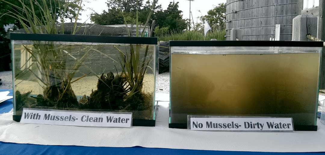 Freshwater Mussels Partnership for the Delaware Estuary