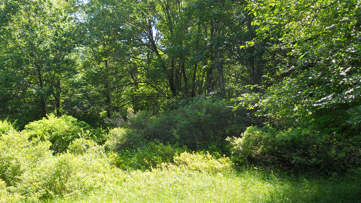 Lake Lattimore A Community Effort Delaware Highlands Conservancy
