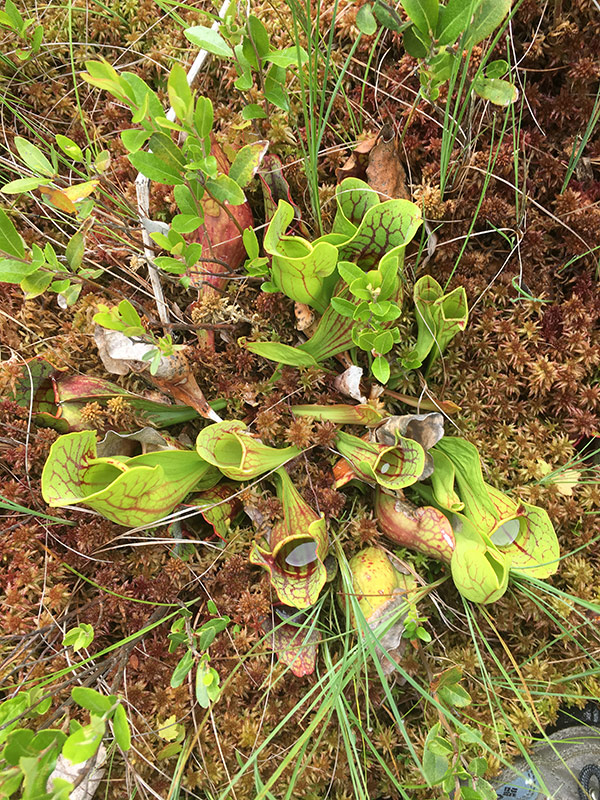 Wayne County’s Spruce Lake Farm Protected Delaware Highlands Conservancy