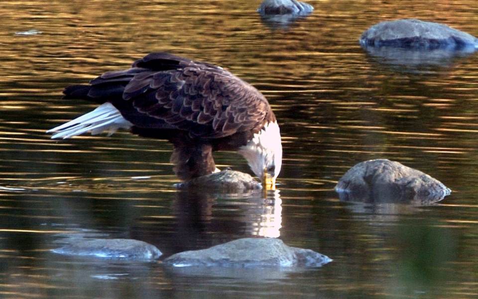 Eagle Habitat Delaware Highlands Conservancy