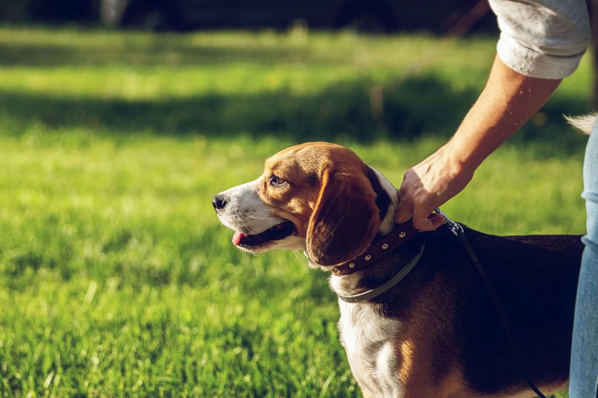 Are Dog Training Collars Effective? Delaware K9 Academy