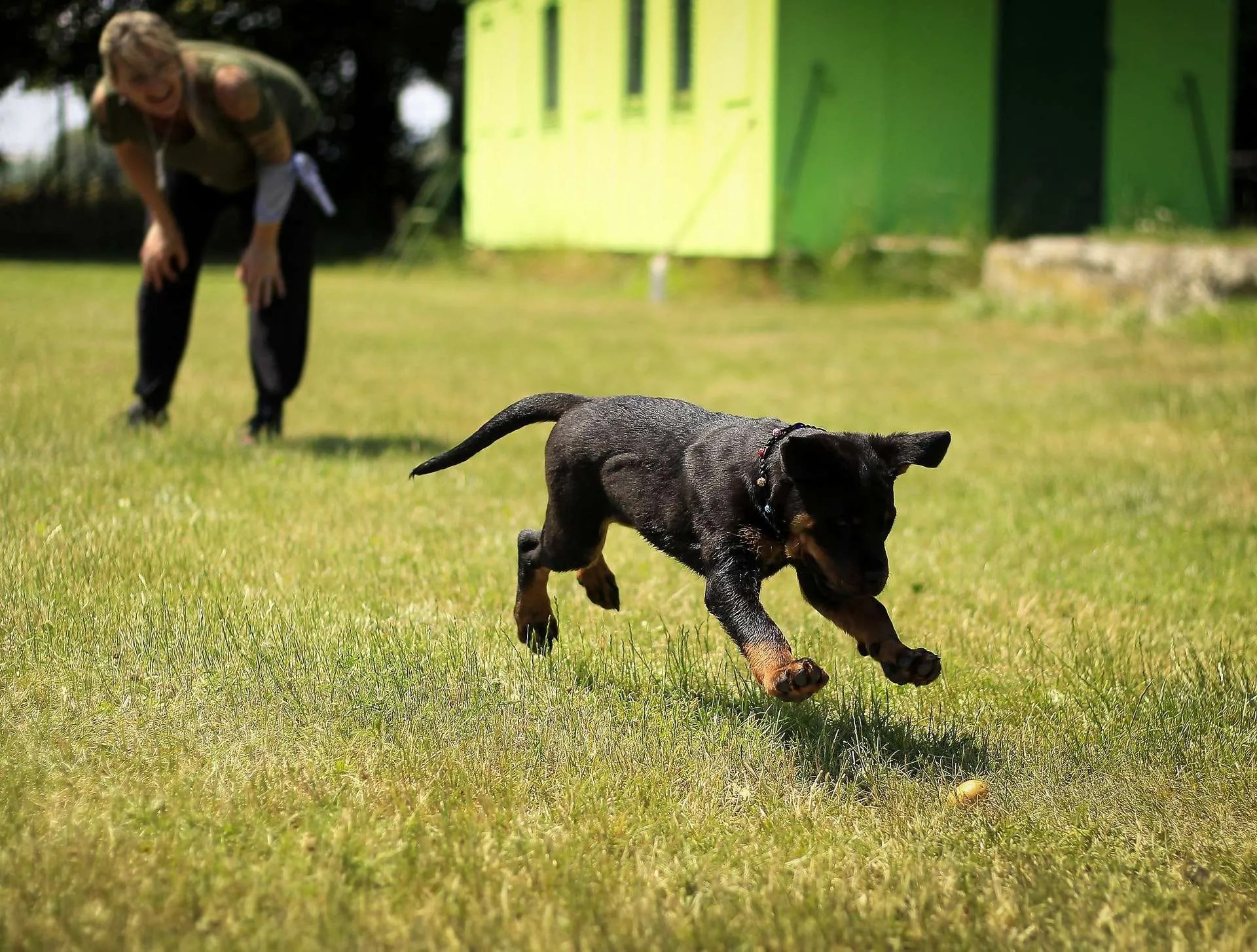 Dog Training Without A Clicker Easy Tips and Tricks Delaware K9 Academy
