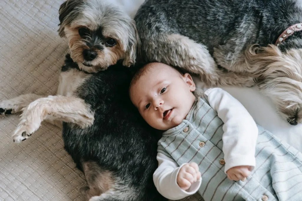 How to Teach a Dog to be Gentle with Babies Delaware K9 Academy