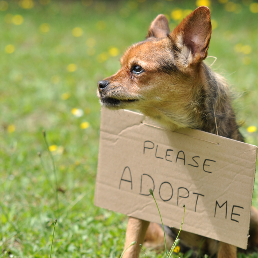 Adopting a Dog in Delaware, Something to Bark About Delaware Retirees