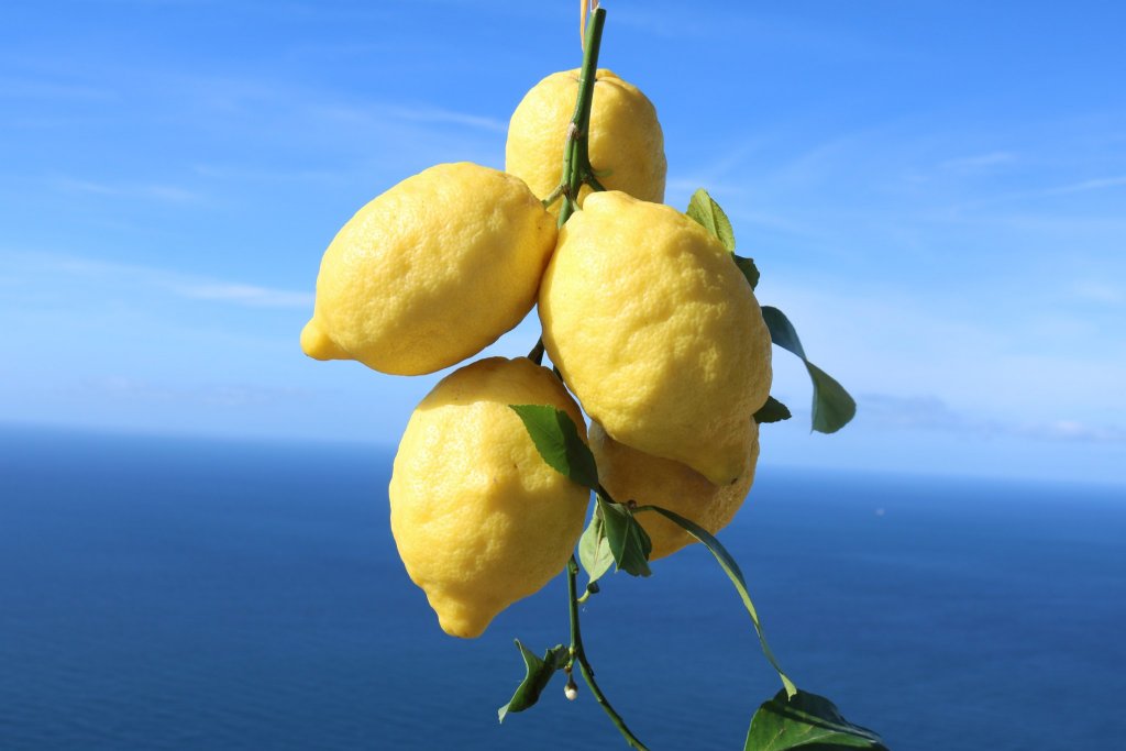 Ode to the Sfusato Amalfitano Lemon of the Amalfi Coast — Delectable