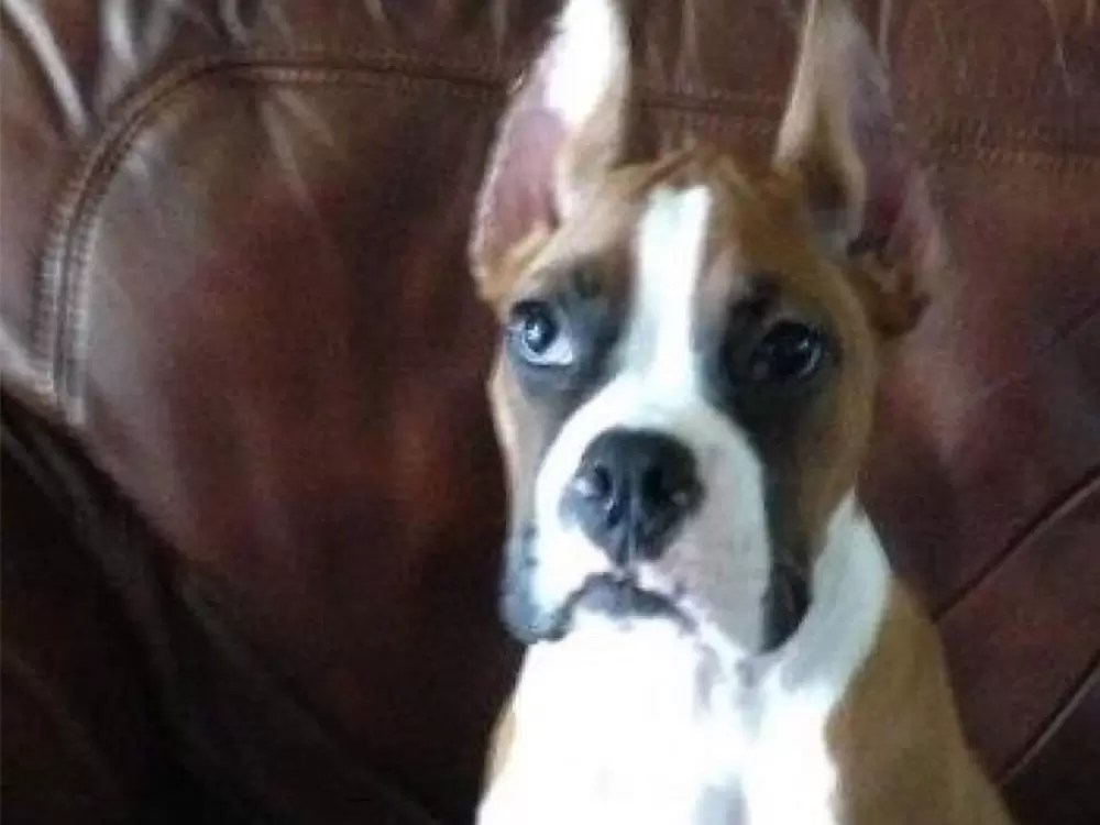 The Stages of a Boxer Dog Pregnancy Week by Week Guide vlog Week 1