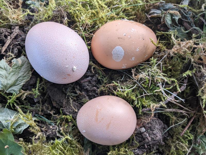 Backyard Chickens First Eggs, Starting Compost, and New Challenges