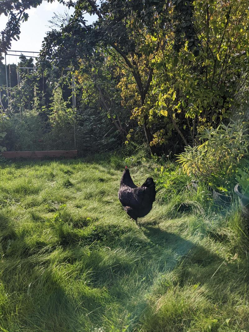 One Year Later, Are Backyard Chickens Worth It?