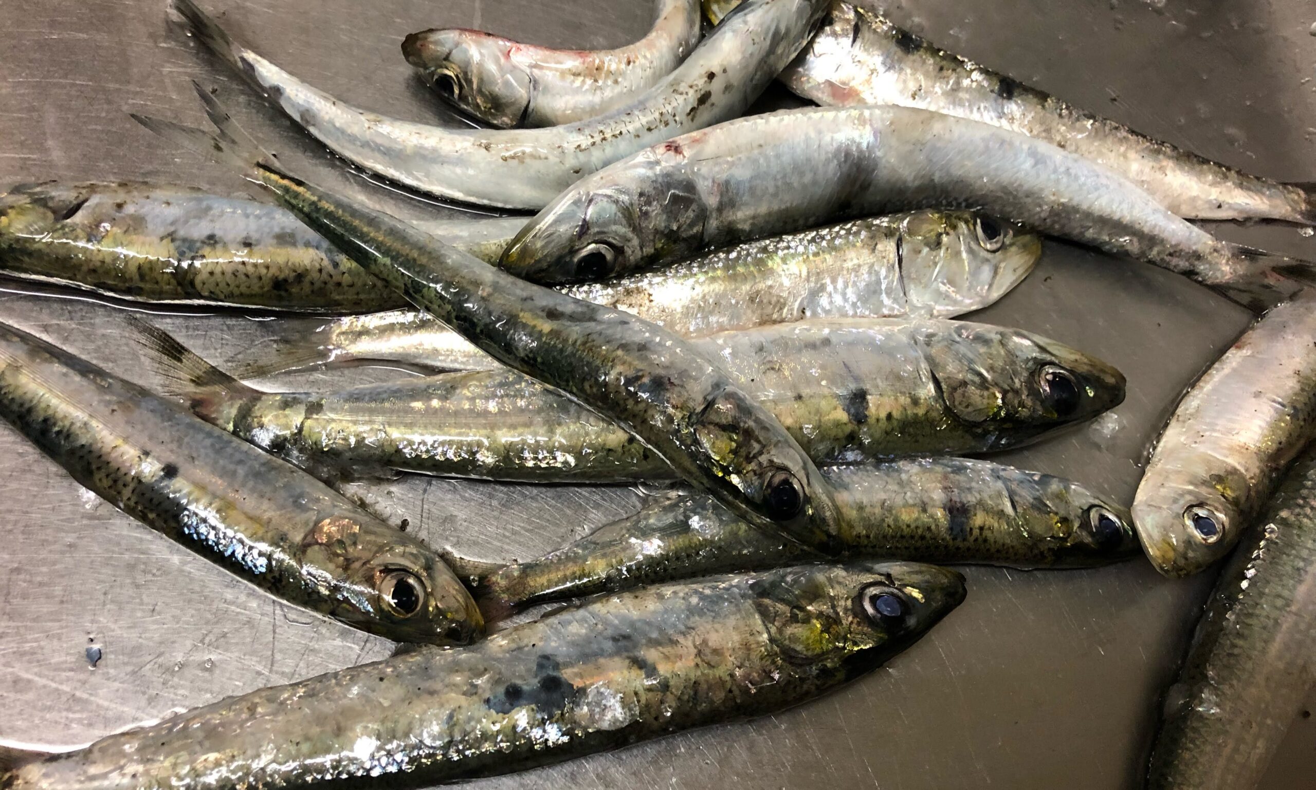 函館港海岸町船溜りでイワシとサバ釣り