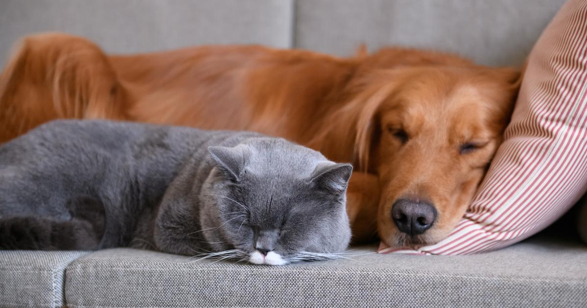 Your Guide to Renting With Pets Allstate