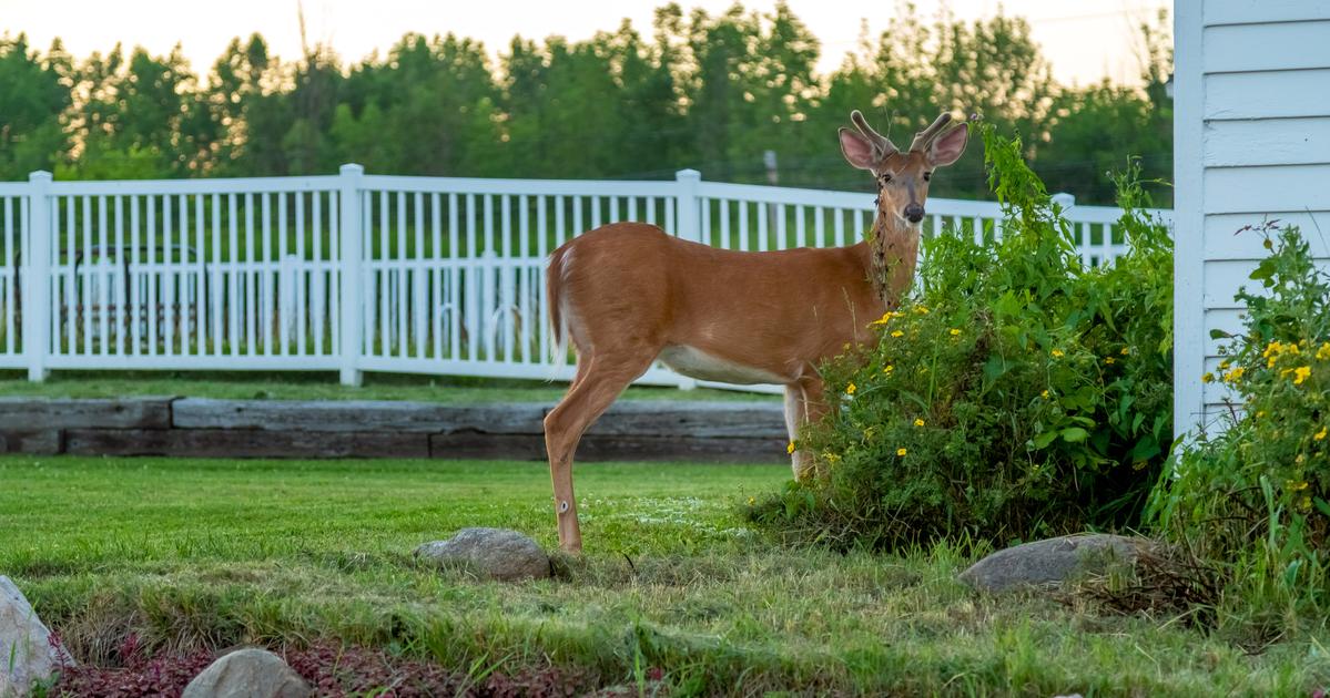 Does Homeowners Insurance Cover Animal Damage Allstate