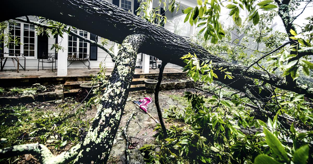 Does Renters Insurance Cover Fallen Trees