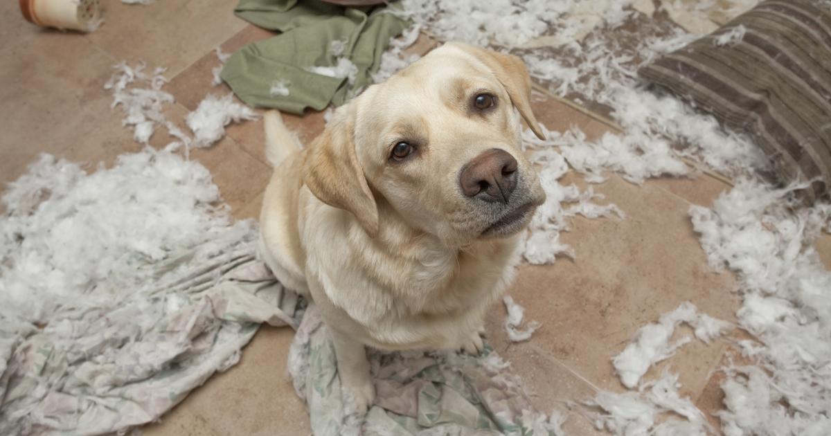 Does Homeowners Insurance Cover Pet Damage? Allstate