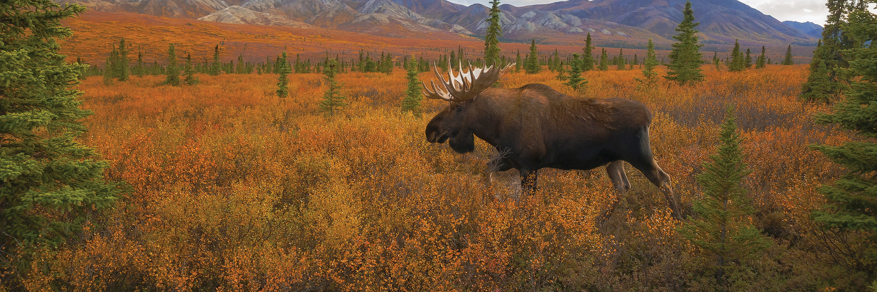 Alaska Yukon Adventures Globus® Alaska