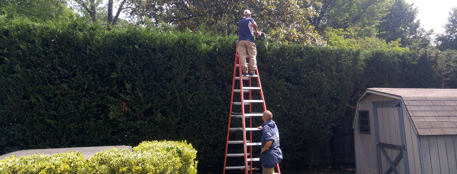 Hedges Tree Removal Gaithersburg Landscaping