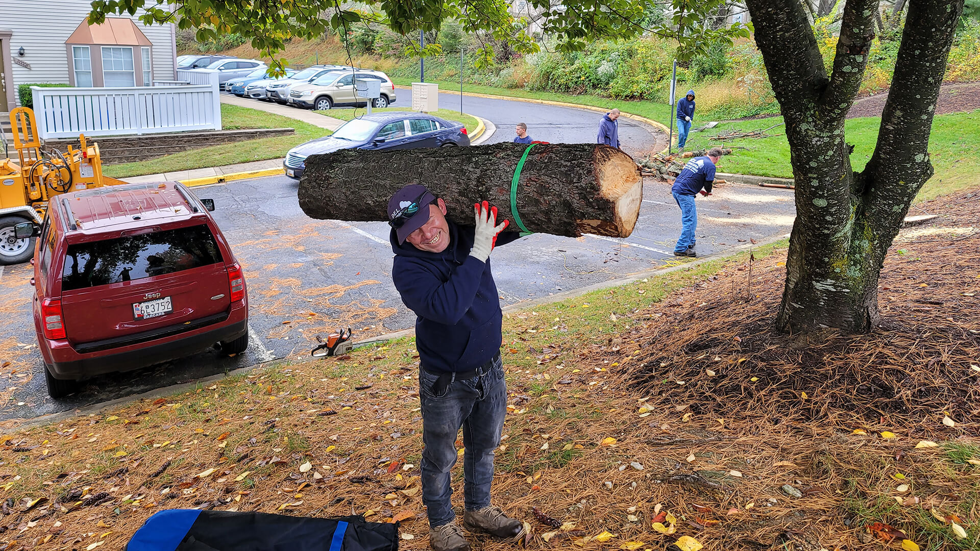 Tree Removal Tree Removal Gaithersburg Landscaping