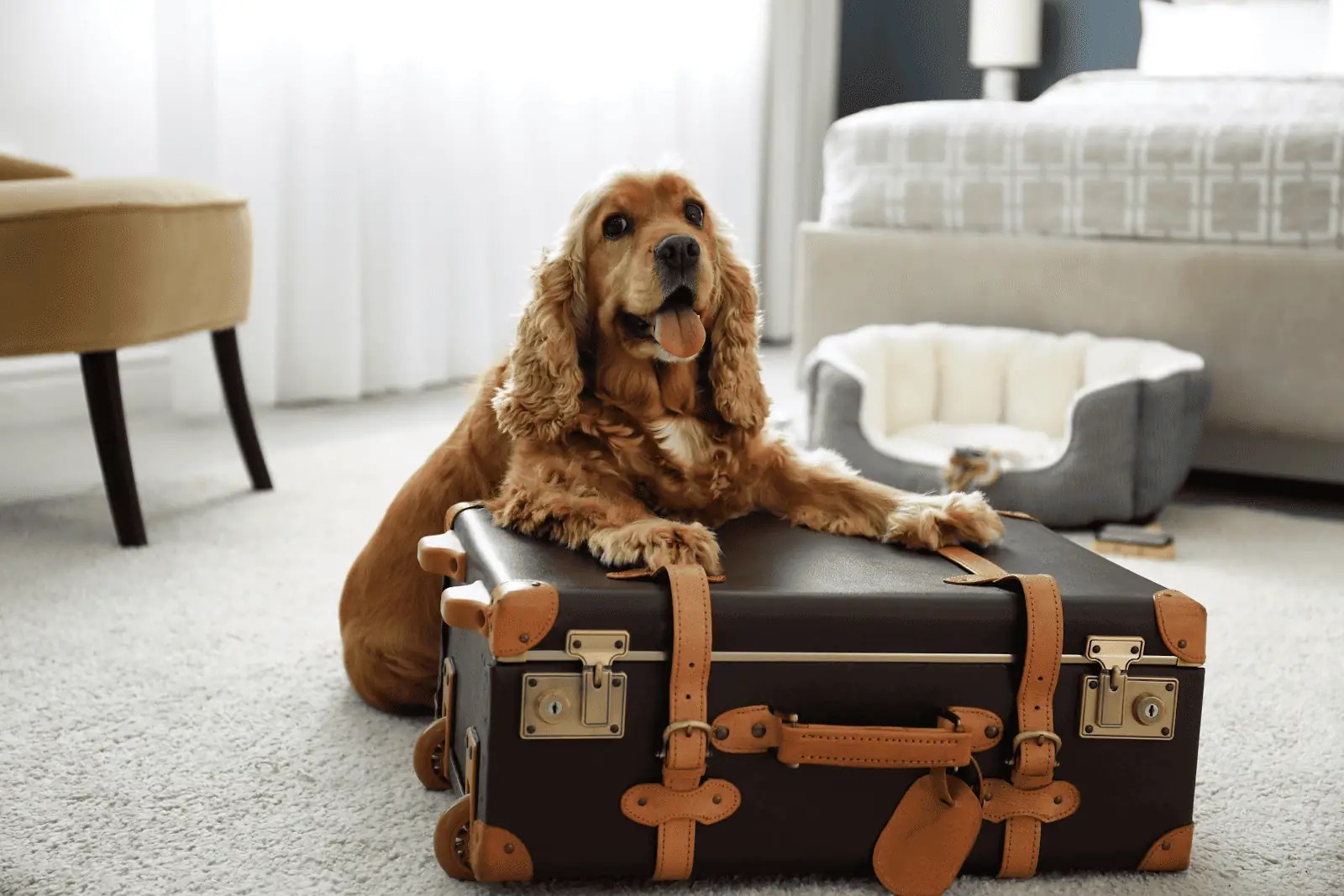 How To Prepare Your Dog For A Boarding Stay Delmarva K9