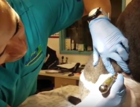 Cryosurgery Del Mar Veterinary Hospital Del Mar Veterinary Hospital