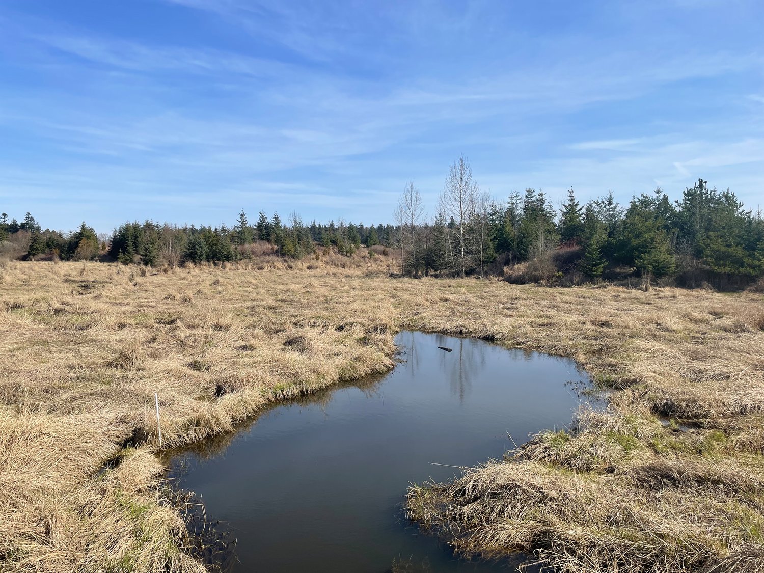 Natural history Wetlands in the Blaine and Birch Bay area The