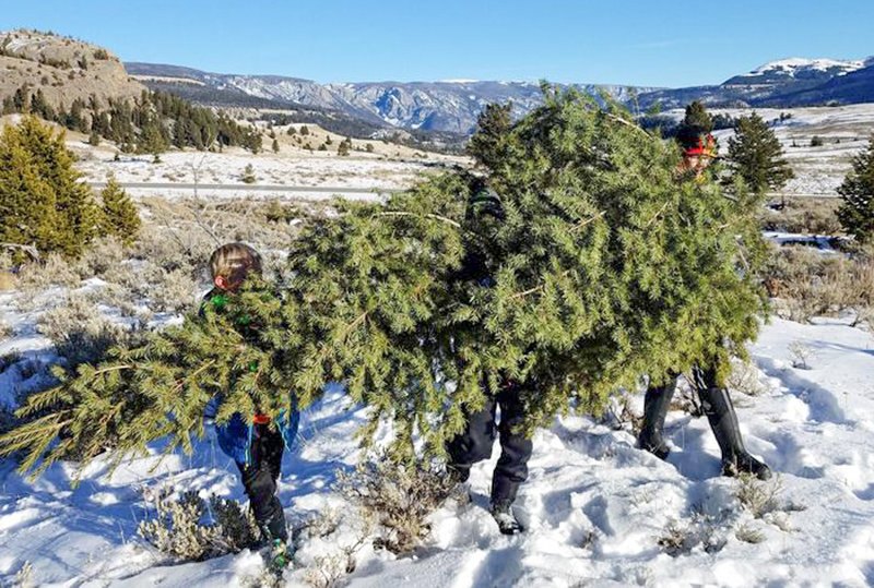 Christmas tree permits now available for Shoshone and Bighorn forests, BLM lands Powell Tribune