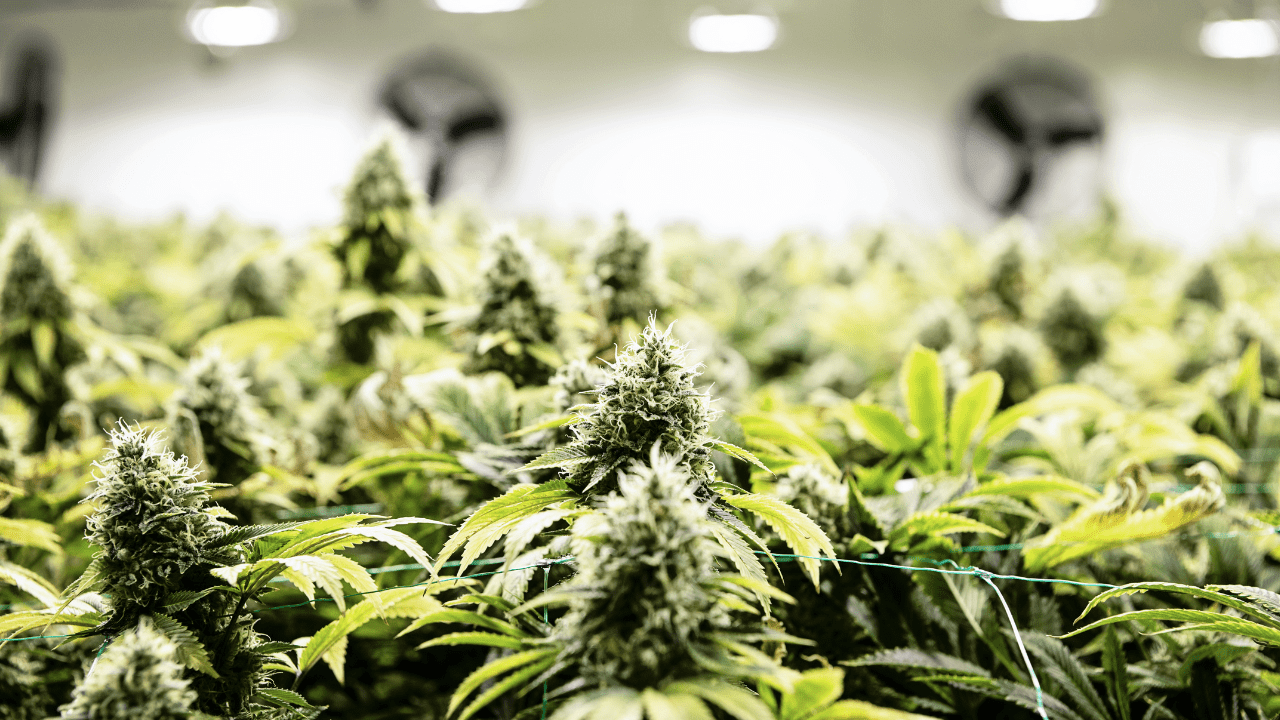 A THC test machine to analyze composition and potency