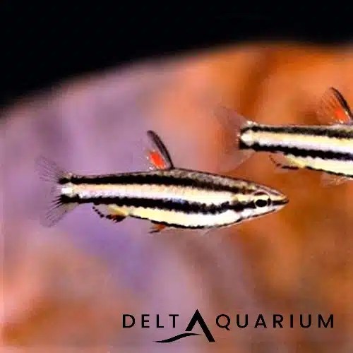 Buy Dwarf Pencil Fish Quality Tropical Fish Online UK Store