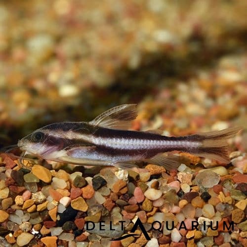 Striped Talking Catfish BUY Quality Tropical Fish Online UK