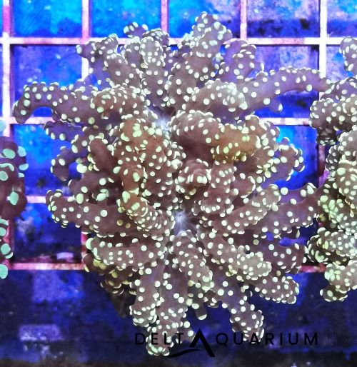 Buy Frogspawn Coral Delta Aquarium Online Fish Store UK