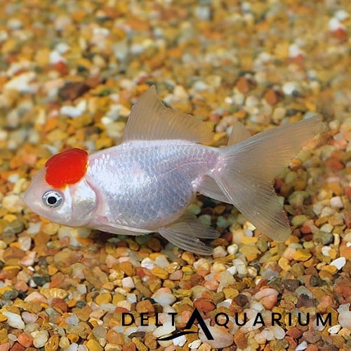 Buy Red Cap Fancy Goldfish Online UK Aquatic Store