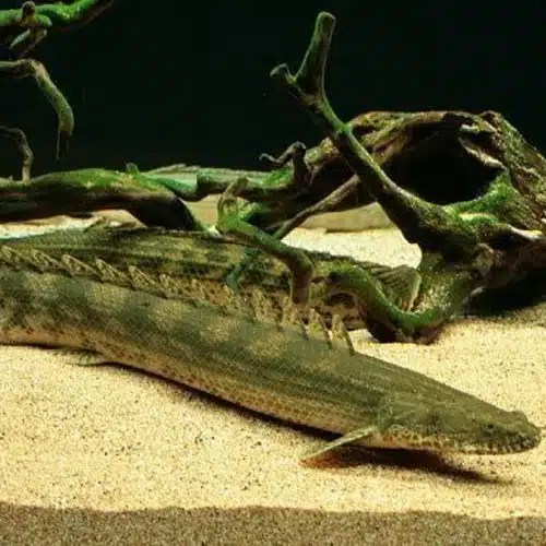 Buy Polypterus Lapradei UK online Tropical Fish Delivered