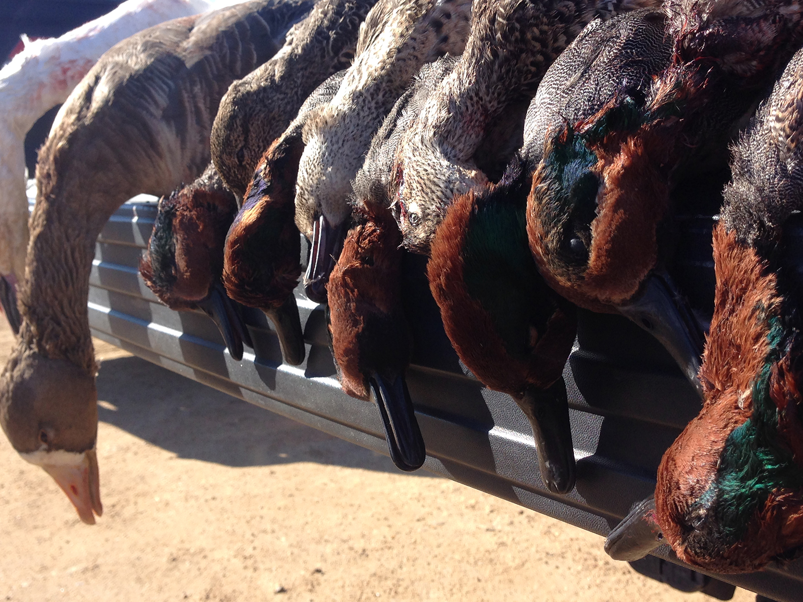 ducksdeadedit Delta Duck Hunts