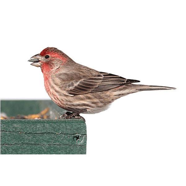House Finch Delta Pest Control Inc. Pest Control and Exterminator