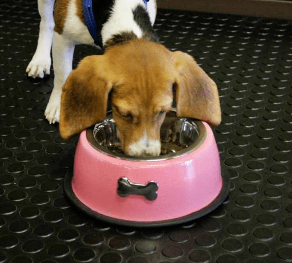 DOG KENNEL RUBBER MAT 1Mx1Mx3MM