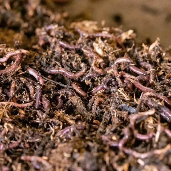 1/2 lb Composting Worms Delta Worms