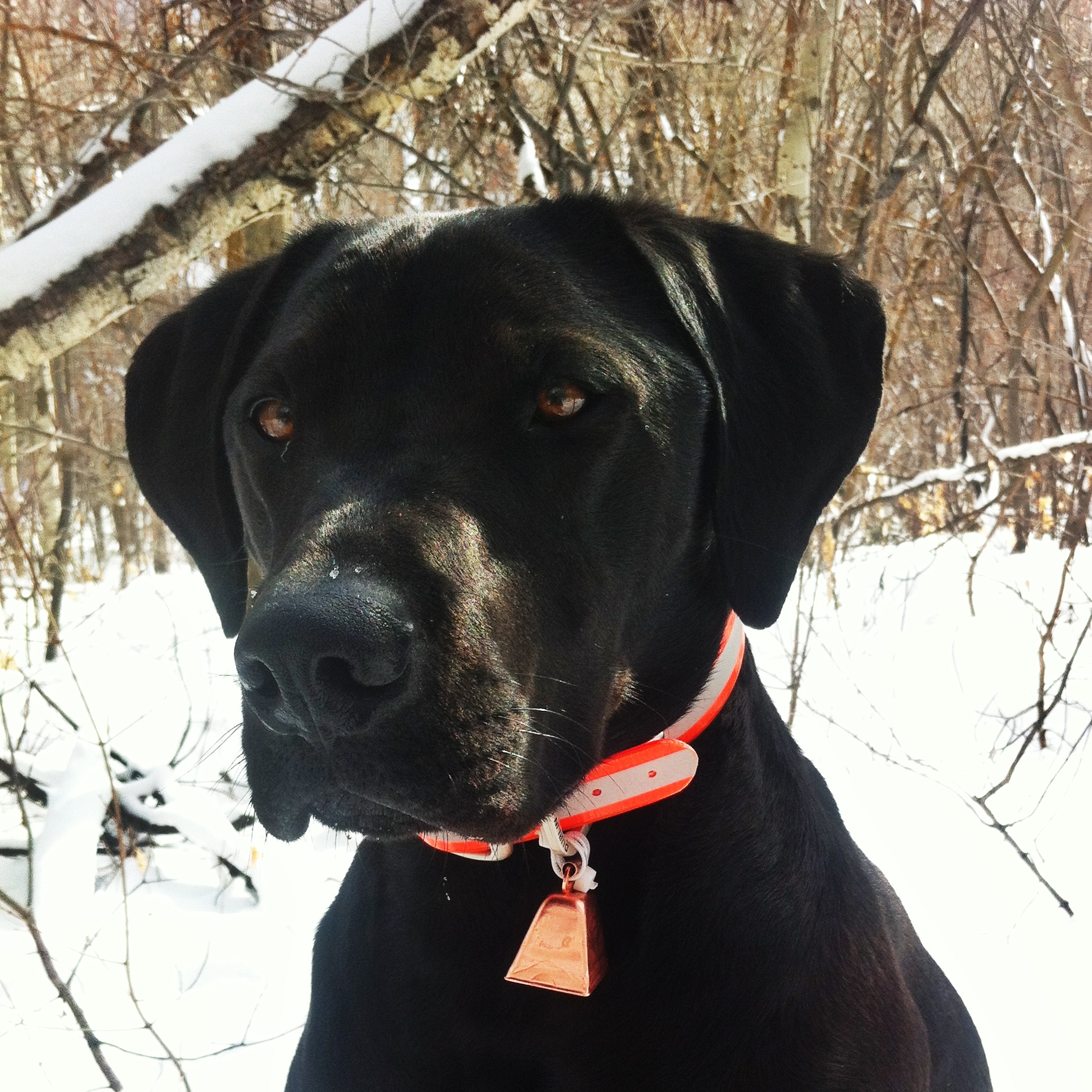 Review Dublin Dog Co. KOA Collar